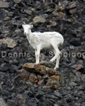 Dall Sheep 2 .jpg