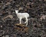 Dall Sheep 4 .jpg