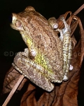 Cuban Tree Frog 4.jpg