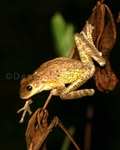 Cuban Tree Frog 5.jpg