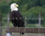 Bald Eagle 65 .jpg