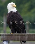 Bald Eagle 67 .jpg