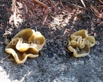 Cup fungi 1 jpg.jpg