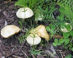 Alaska Mushroom 1.jpg