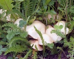 Alaska Mushroom 3.jpg