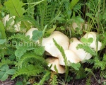 Alaska Mushroom 4.jpg