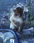 Baby Barbary Monkey 1.jpg