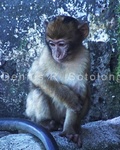 Baby Barbary Monkey 2.jpg