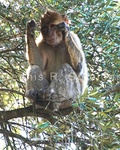 Barbary Monkey 2.jpg