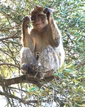 Barbary Monkey 3.jpg