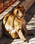 Barbary Monkey 5.jpg