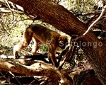 Barbary Monkey 6.jpg