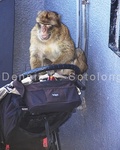 Barbery pickpocket monkey 1.jpg