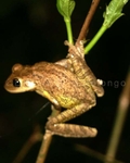 Cuban Tree Frog 6.jpg