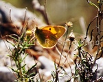 Clouded Yellow Botterfy 1.jpg