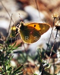 Clouded Yellow Butterfly 2.jpg