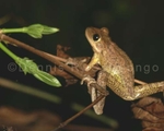 Cuban Tree Frog 7.jpg