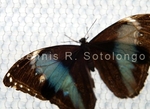 Blue Morpho Butterfly 2 (INV 260).jpg