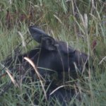 Baby Moose 2.JPG