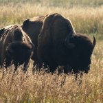 Bisons 1 (MML 346).jpg