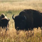 Bisons 2 (MML 347).jpg