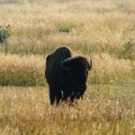 Bisons 3 (MML 348).jpg