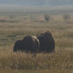 Bisons 5 (MML 350).JPG