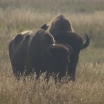 Bisons 6 (MML 351).JPG