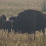 Bisons 7 (MML 352).JPG