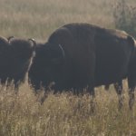 Bisons 8 (MML 354).JPG