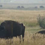 Bisons 9 (MML 355).JPG