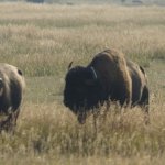 Bisons 10 (MML 356).JPG