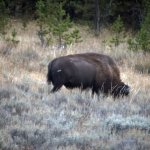 Bisons 12 (MML 362).jpg