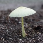 Flowerspot Parasol Mushroom 3 (MRM 38).JPG