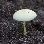 Flowerspot Parasol Mushroom 1 (MRM 36).JPG