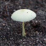 Flowerspot Parasol Mushroom 2 (MRM 37).JPG