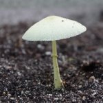 Flowerspot Parasol Mushroom 4 (MRM 39).JPG