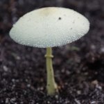 Flowerspot Parasol Mushroom 6 (MRM 42).JPG