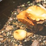 Golden Orange Mushroom 1 (MRM 34).JPG