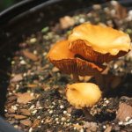 Golden Orange Mushroom 2 (MRM 35).JPG