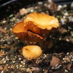Golden Orange Mushroom 3 (MRM 36).JPG