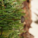 Little Brown Mushroom 1 (MRM 42).JPG