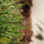 Little Brown Mushroom 2 (MRM 43).JPG