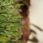 Little Brown Mushroom 3 (MRM 44).JPG