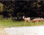 Deer 1 (MML 6).jpg