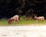 Deer 2 ( MML 7).jpg