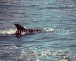Dolphin 1 (MML 17).jpg