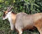Eland 1 (MML 90).jpg