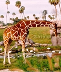 Giraffe 4 (MML 23).jpg