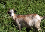 Goat 3 (MML 48).jpg